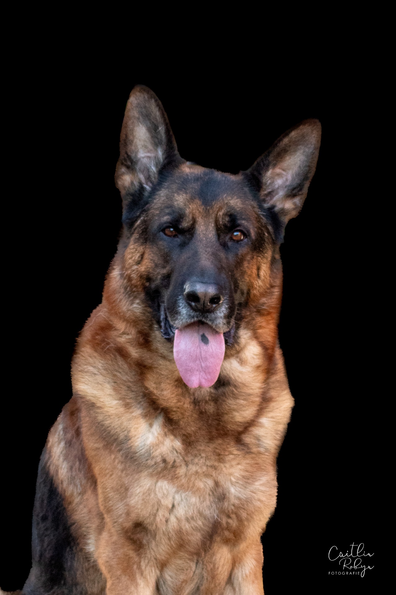 Portret van een Duitse herder op zwarte achtergrond