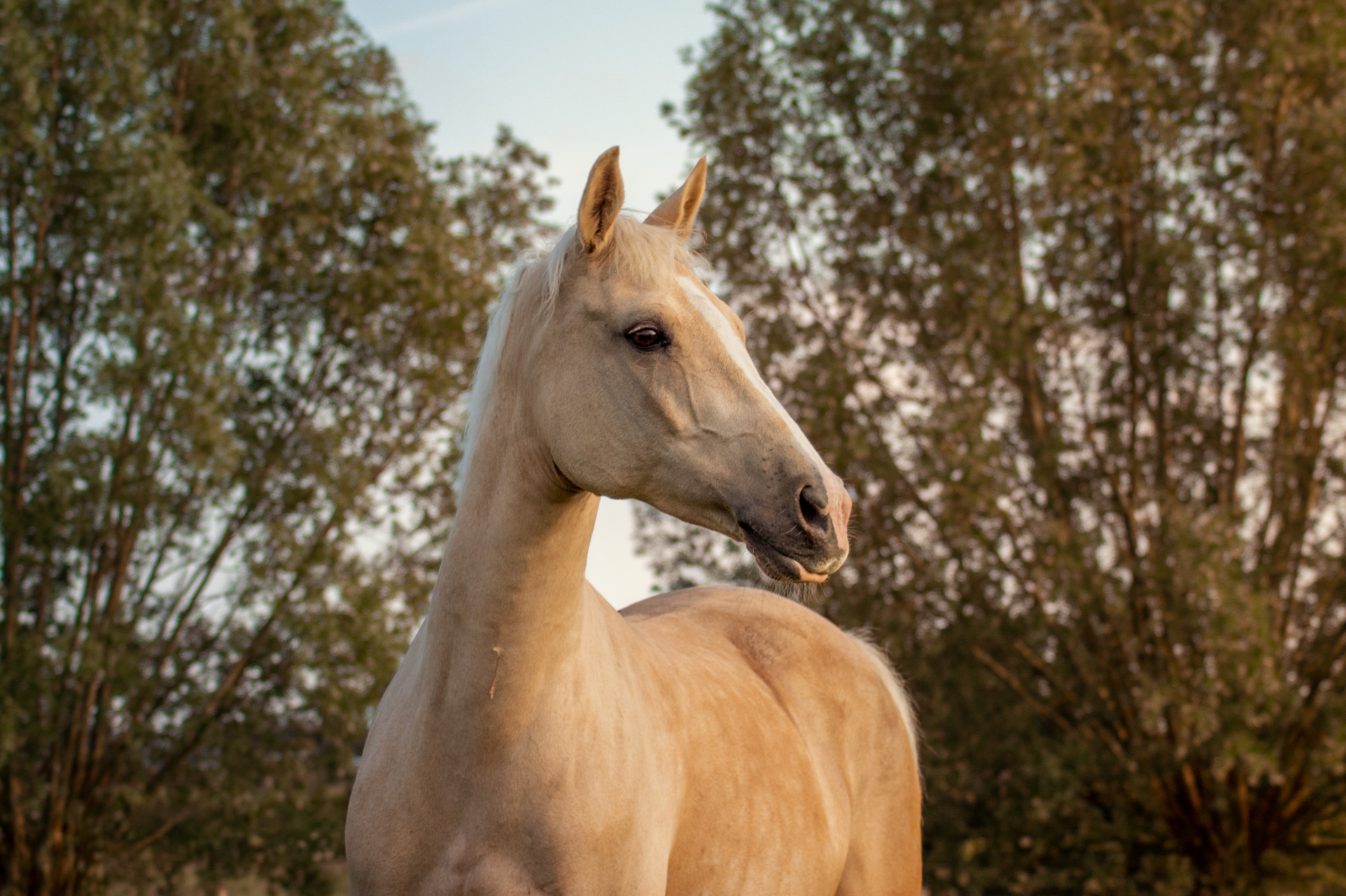 Portret van een palomino paard tussen de bomen