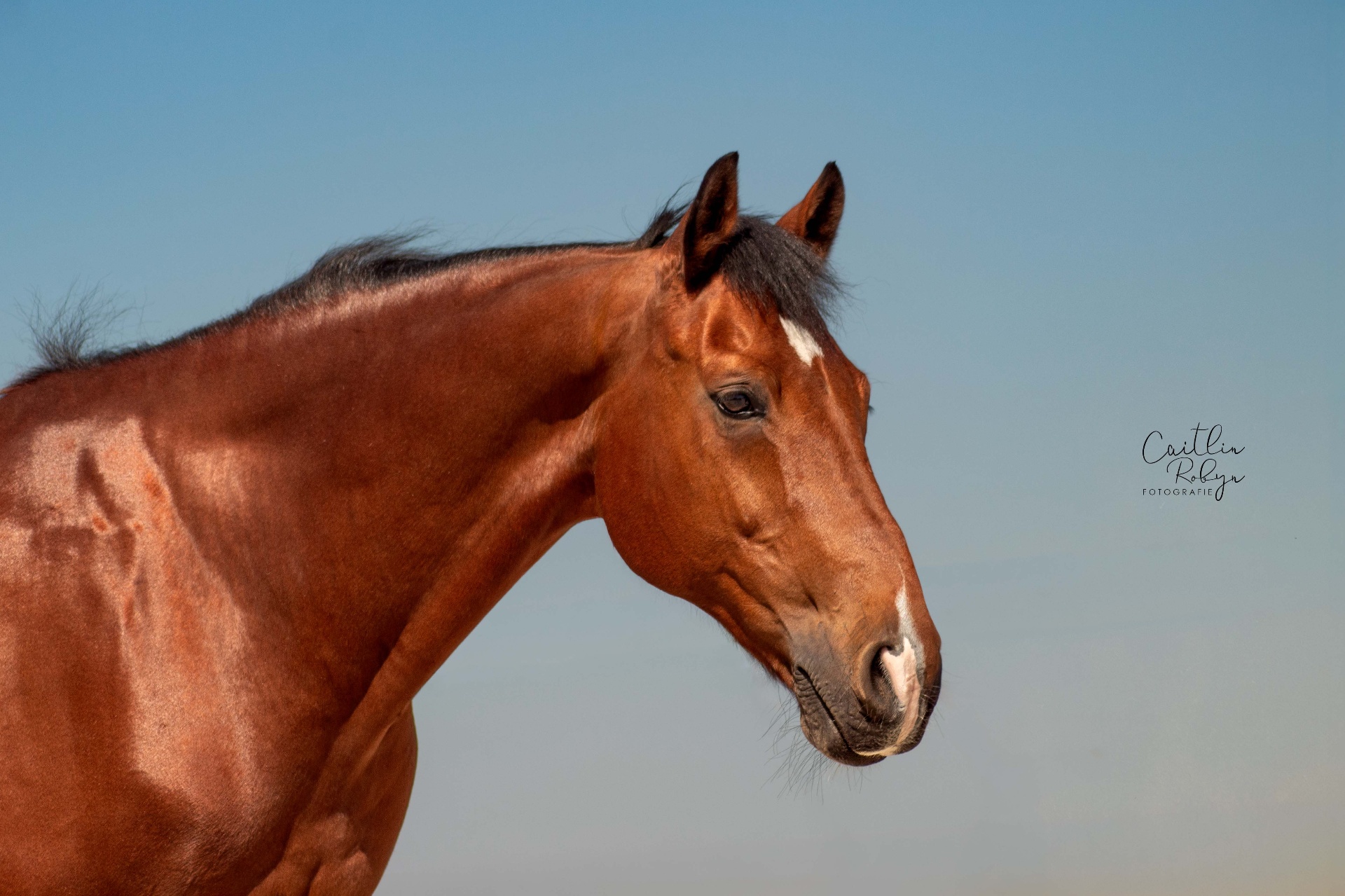Hoe verloopt zo'n fotoshoot met je paard?, sfeerbeeld
