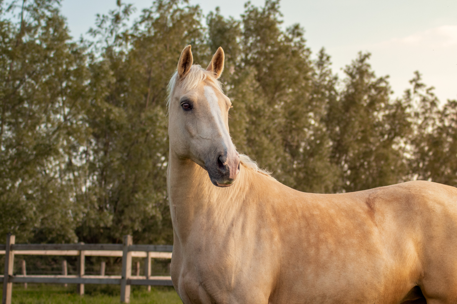 Portret in de avondzon — na