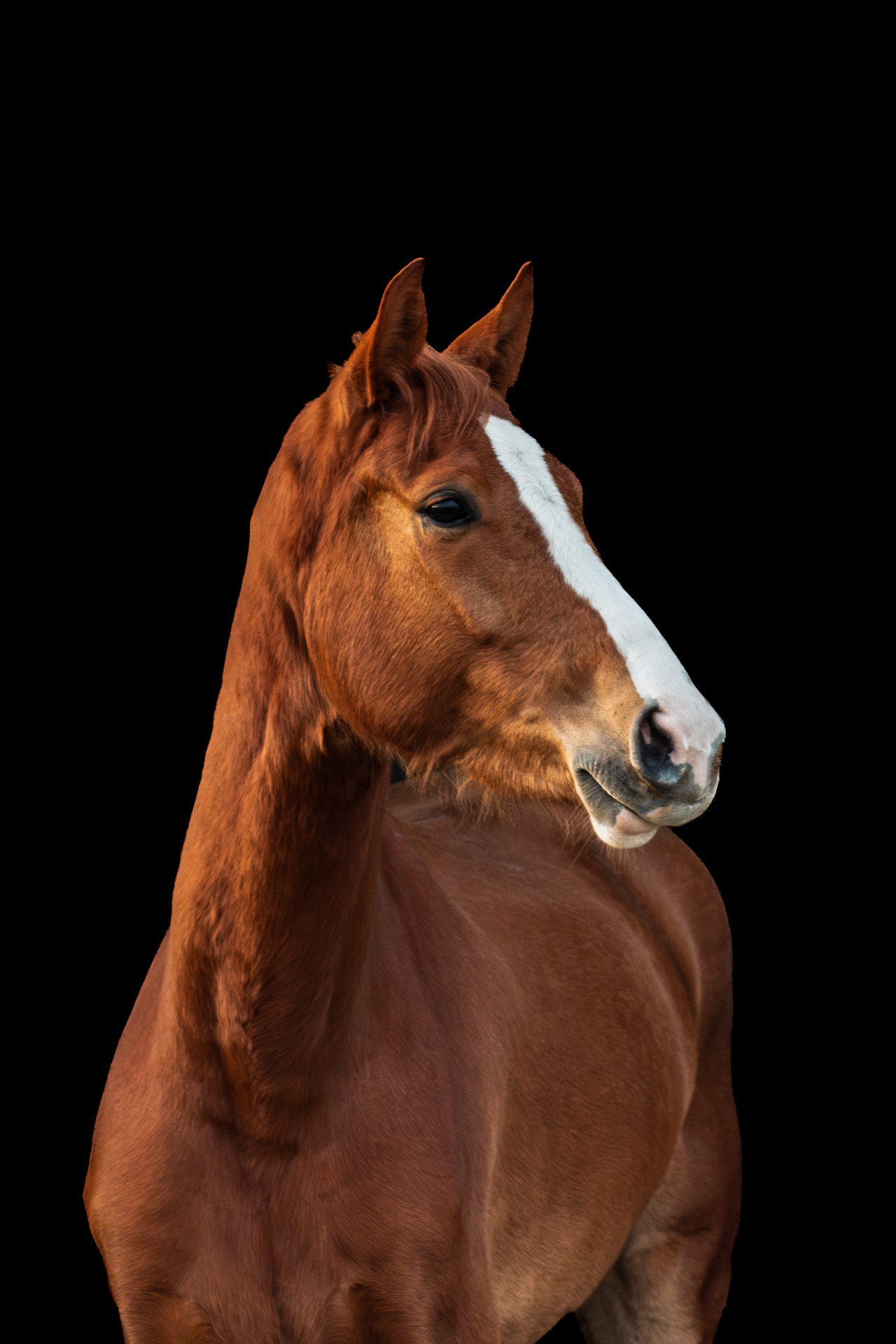 Portret van een paard met zwarte achtergrond